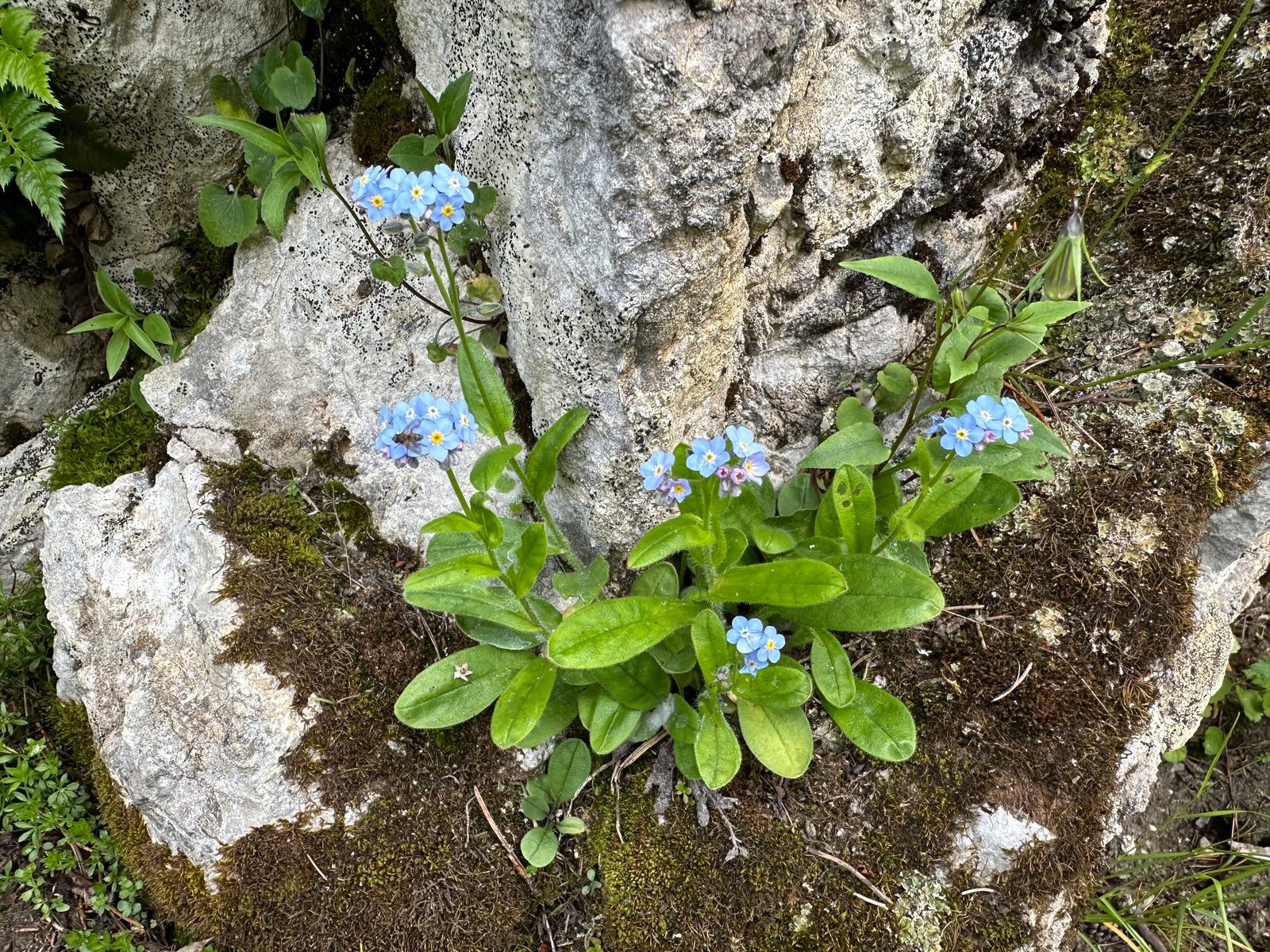 Forget-me-not