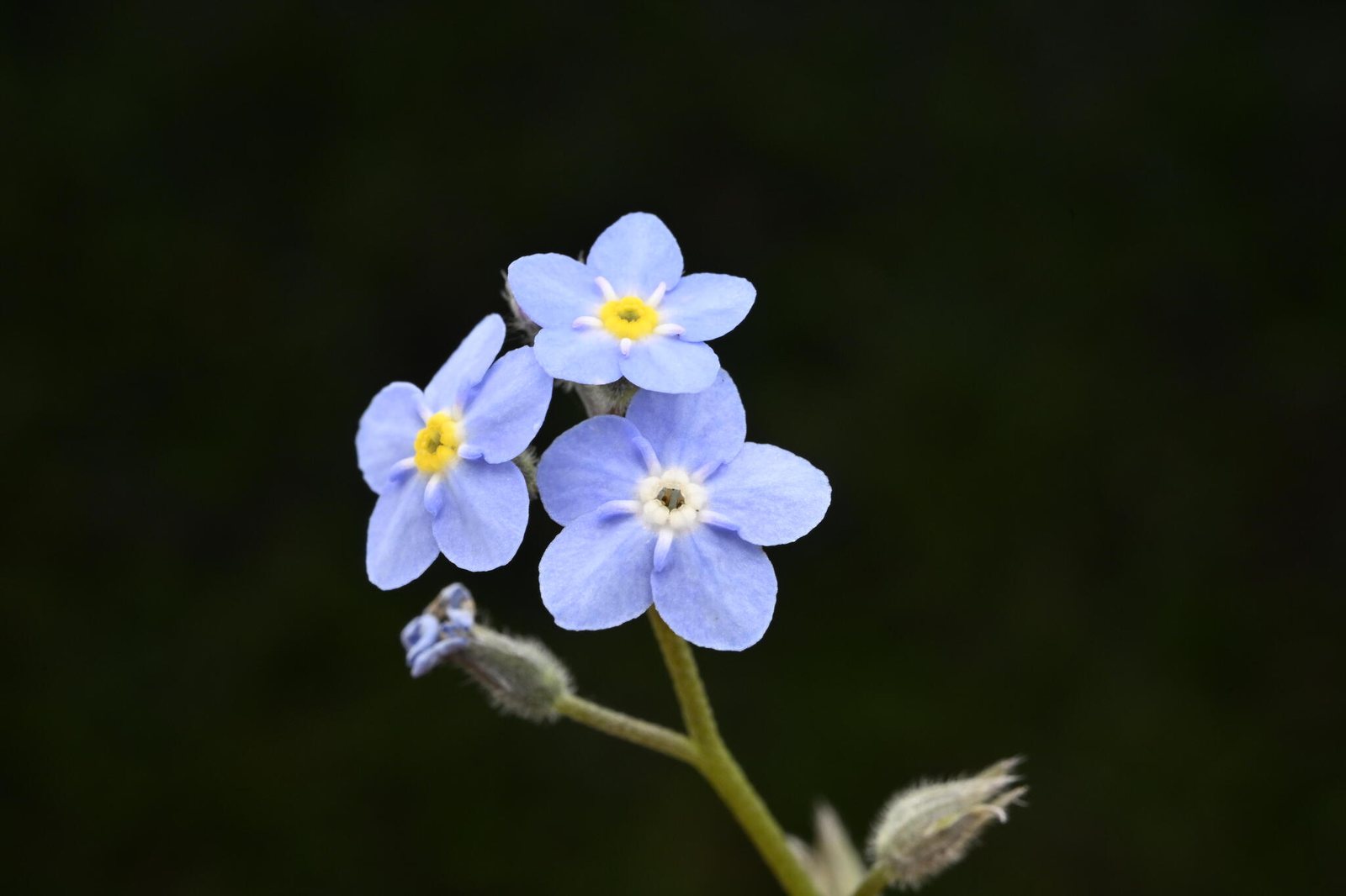 Forget-me-not