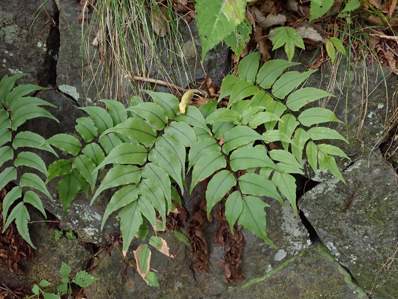Fortune's holly fern