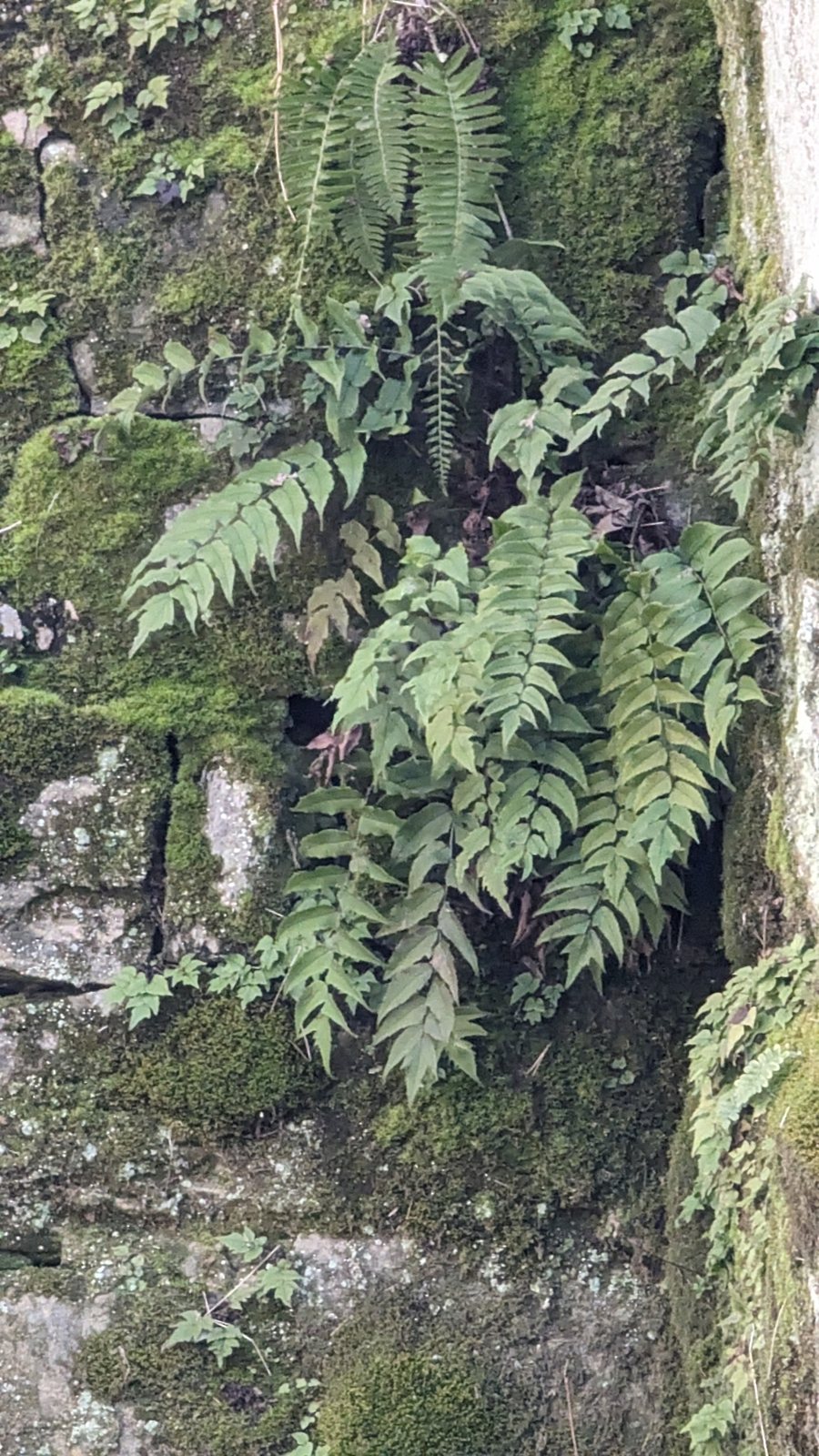 Fortune's holly fern