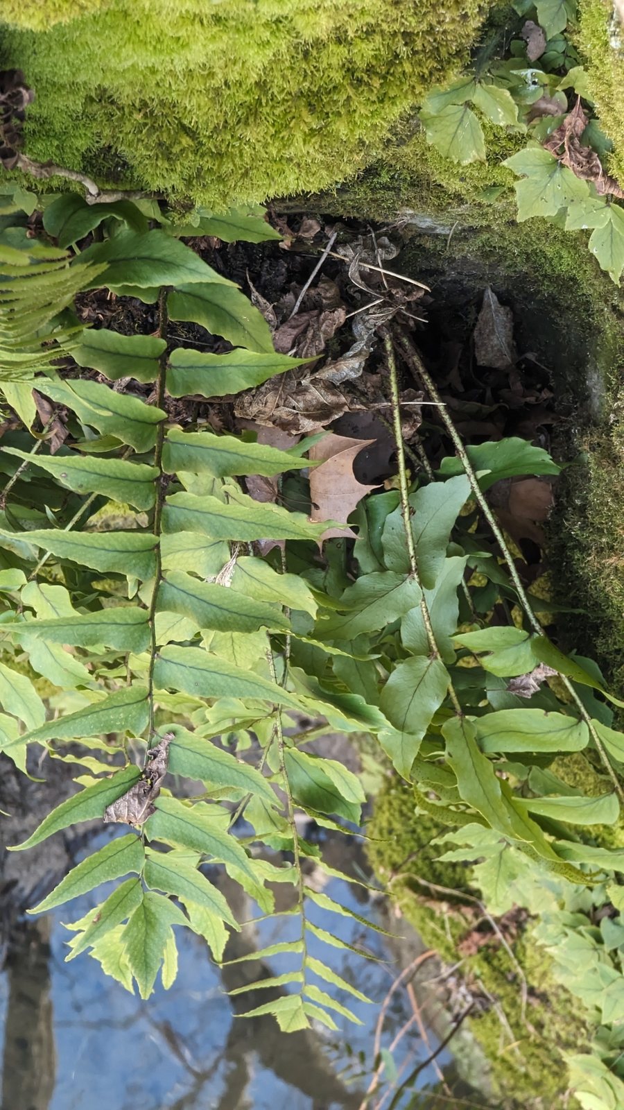 Fortune's holly fern