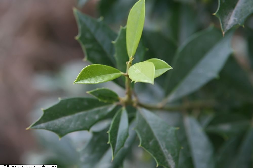 Foster's holly