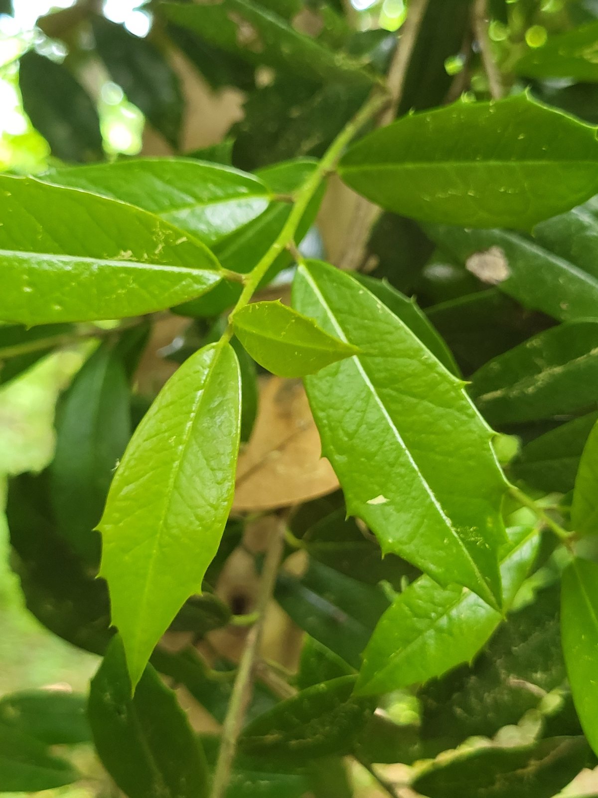 Foster's holly