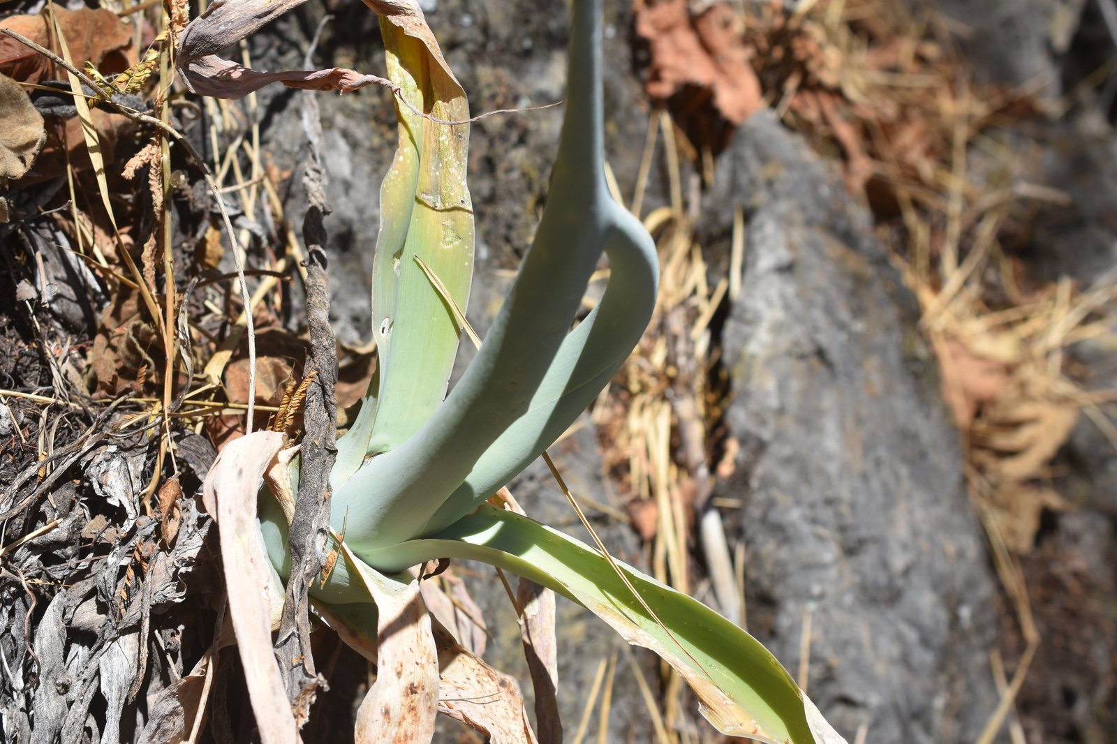 Fox tail agave