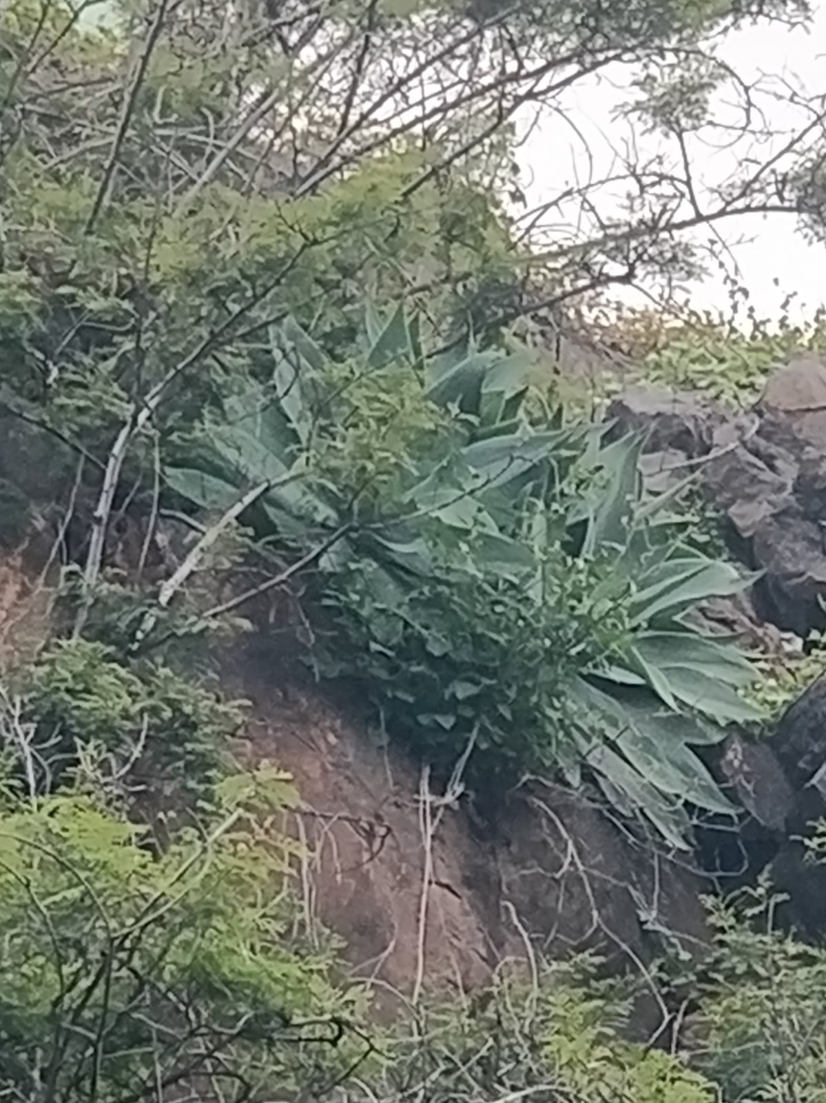 Fox tail agave