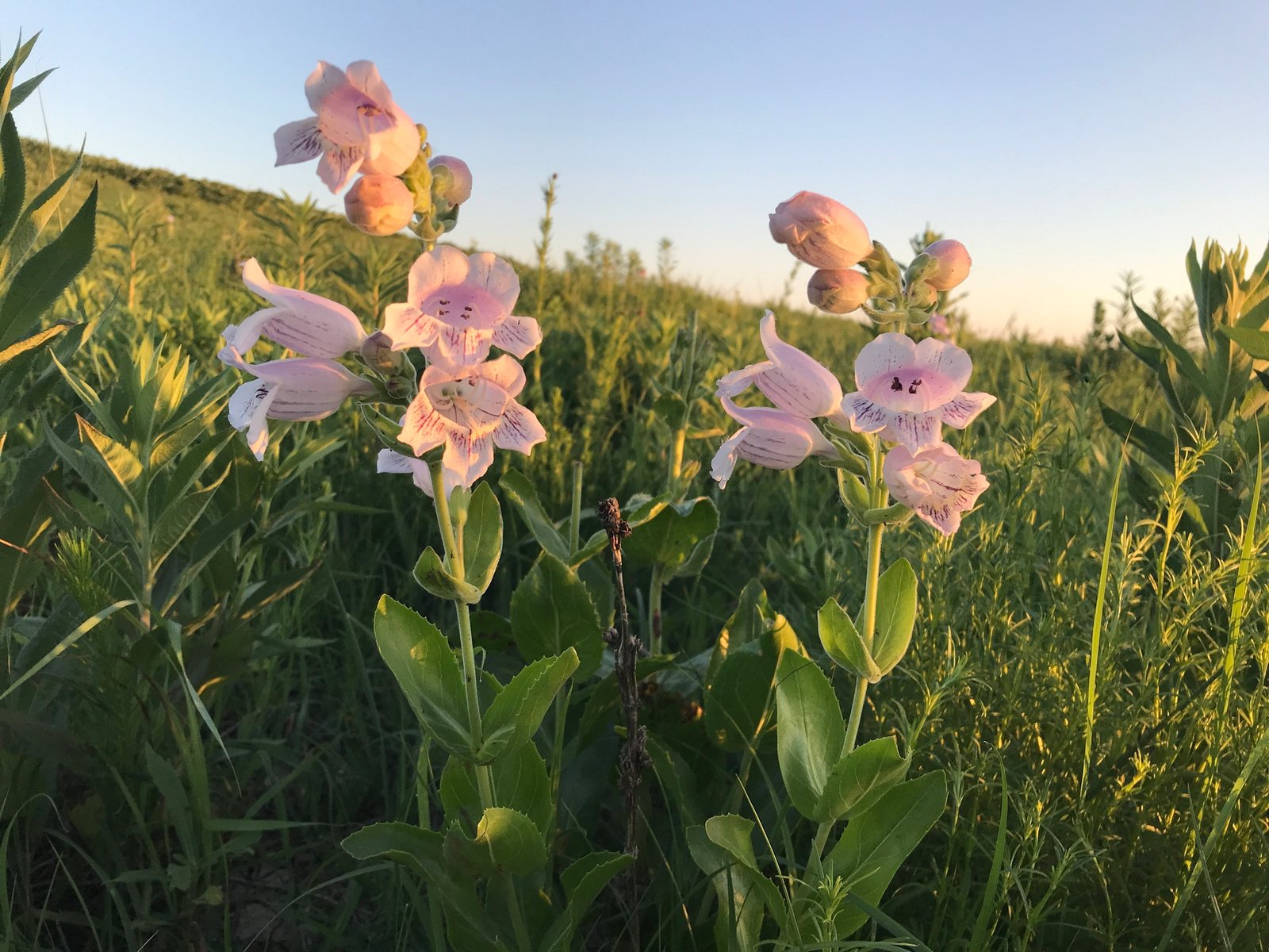 Foxglove penstemon