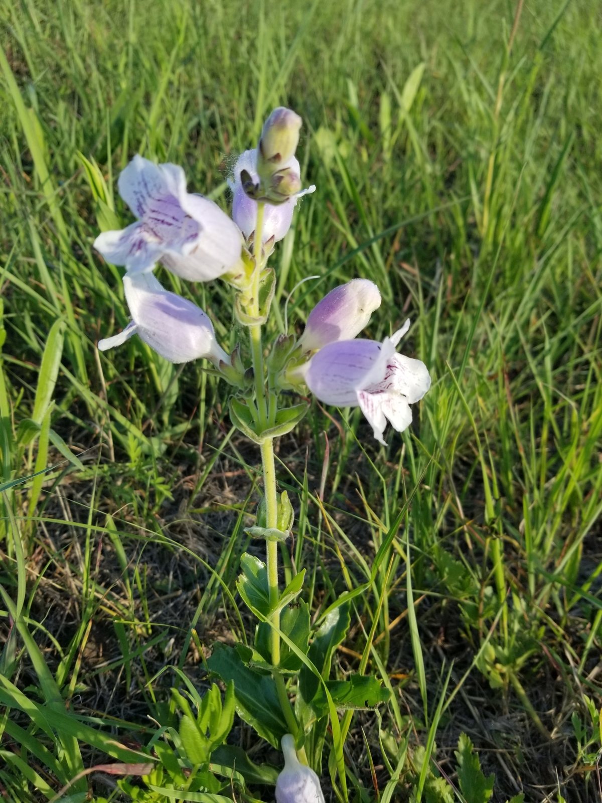 Foxglove penstemon