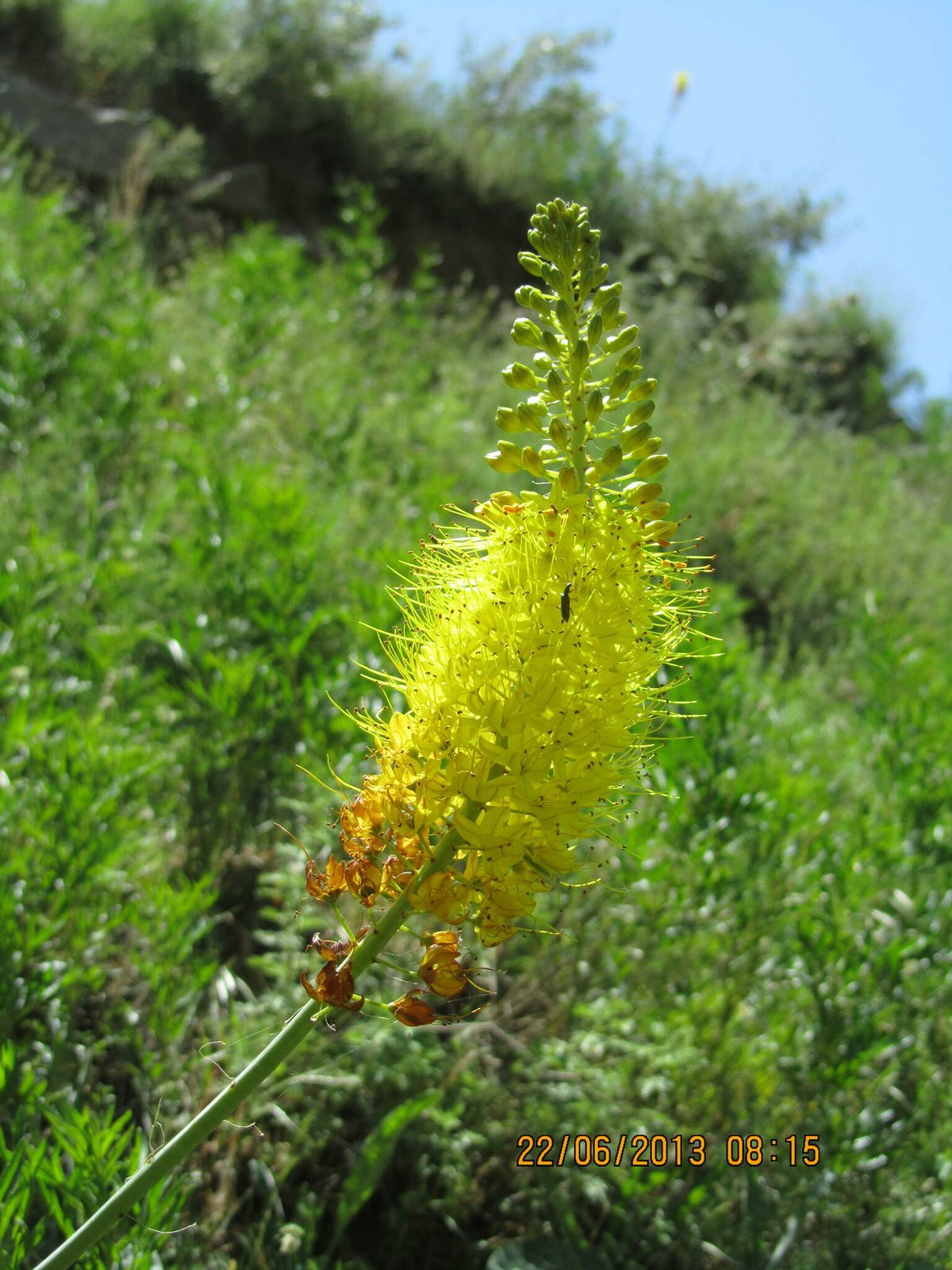 Foxtail lily