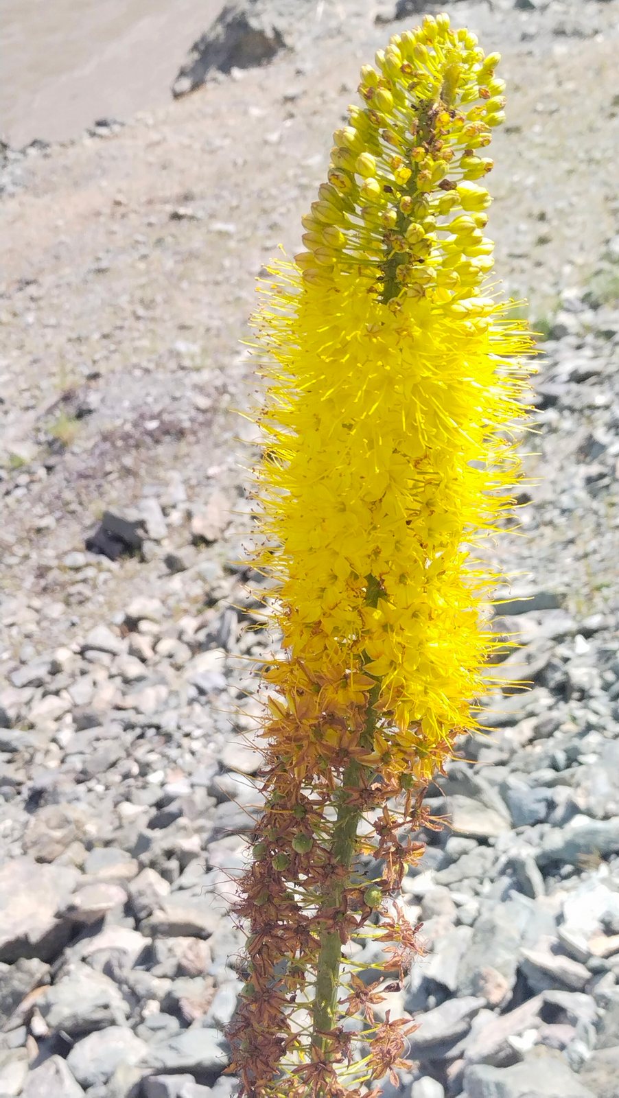 Foxtail lily