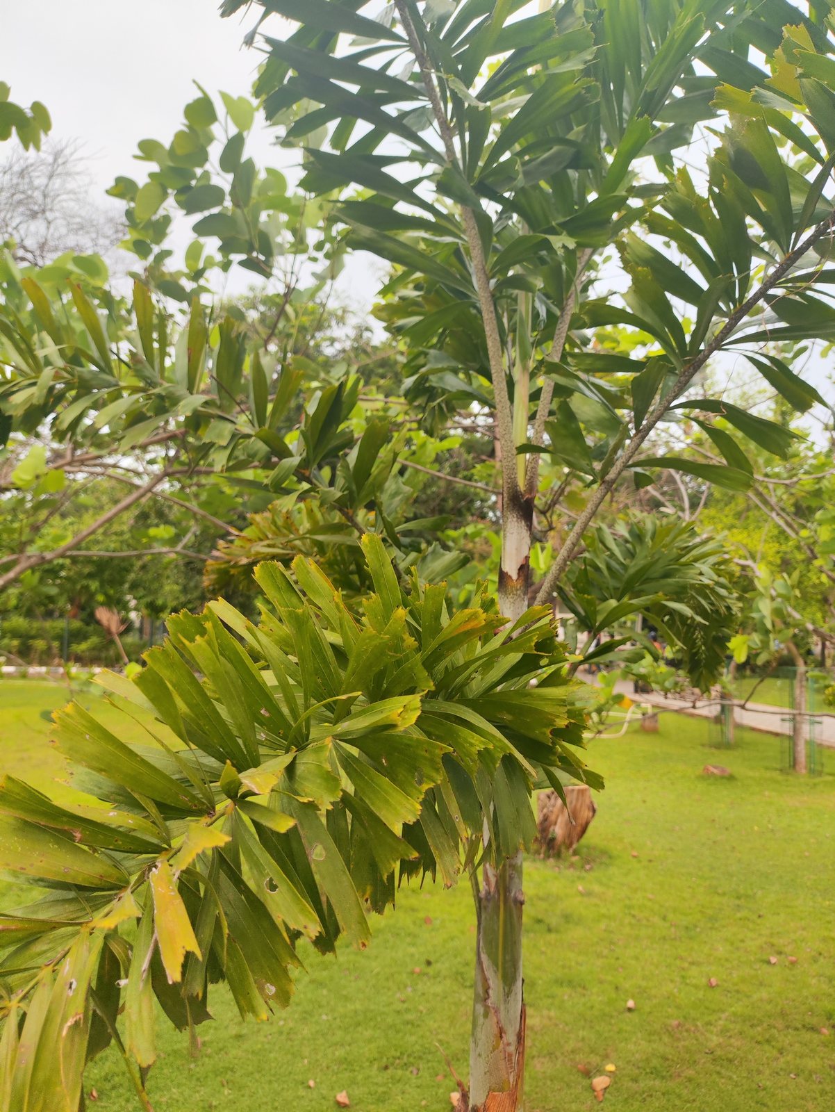 Foxtail palm