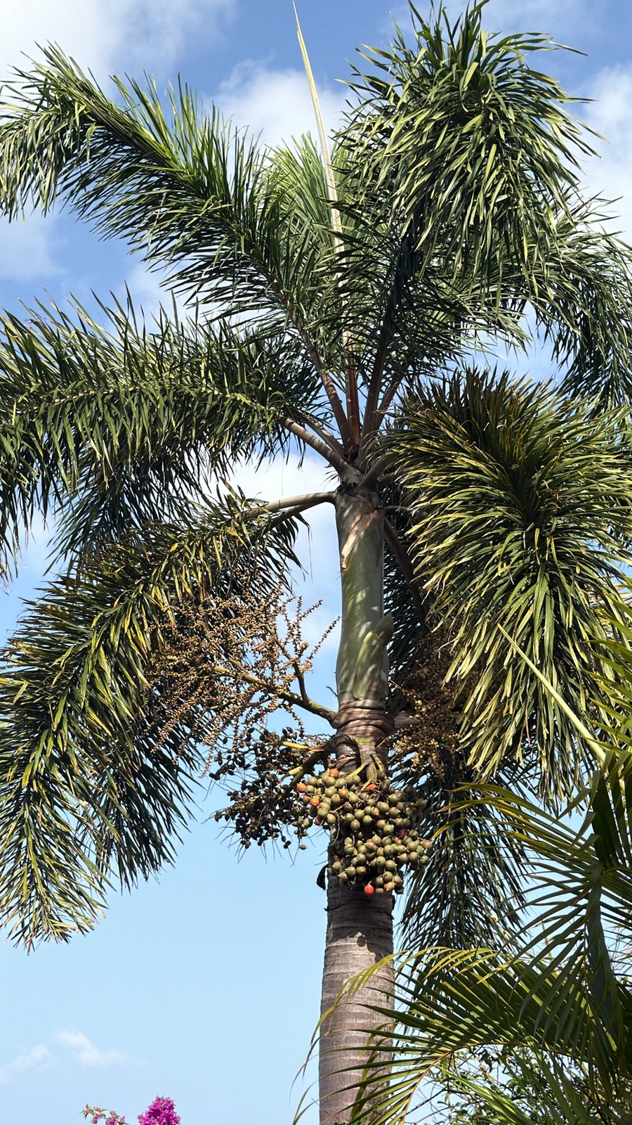 Foxtail palm