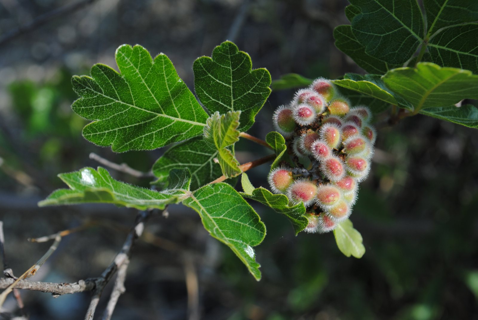 Fragrant sumac