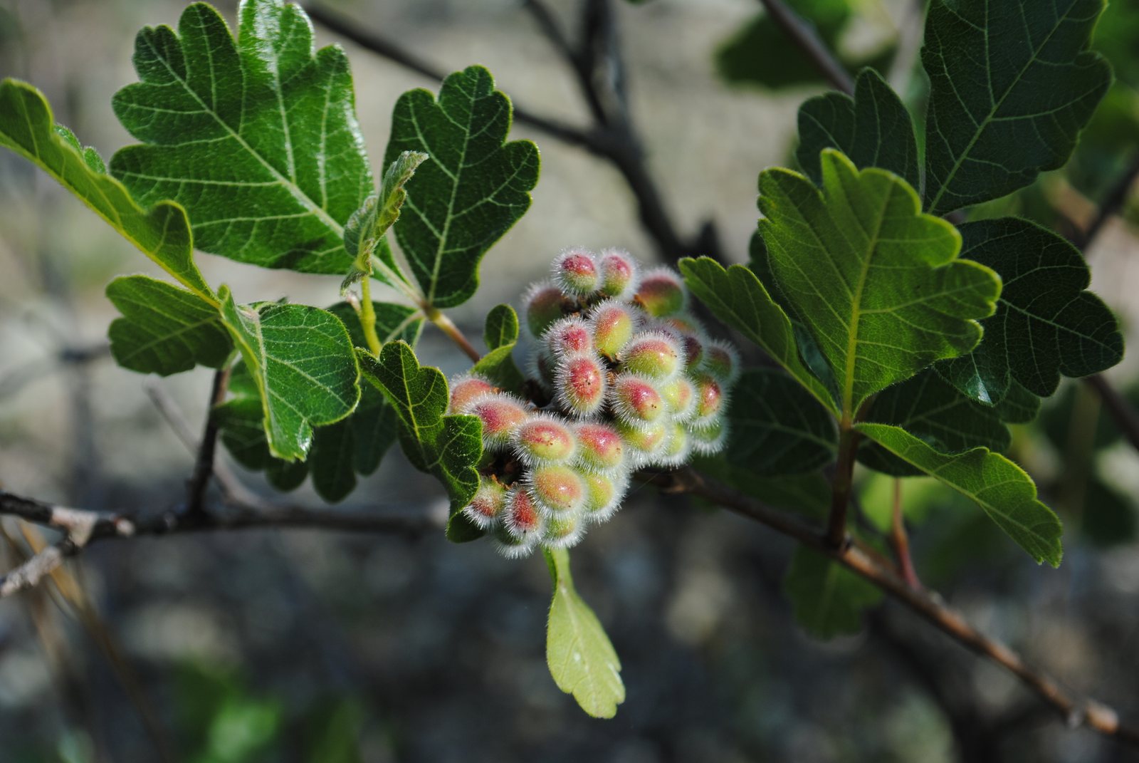 Fragrant sumac
