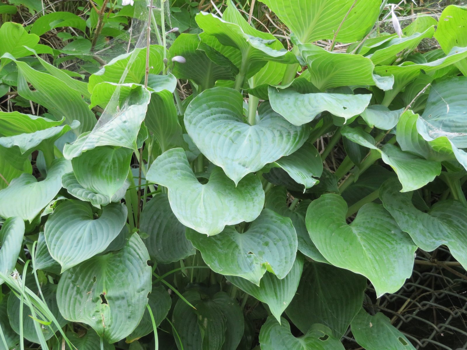 Frances Williams hosta
