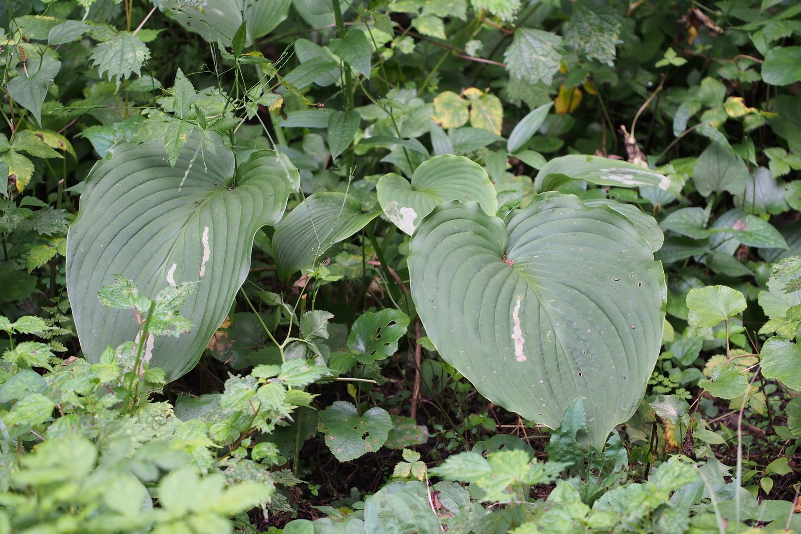 Frances Williams hosta