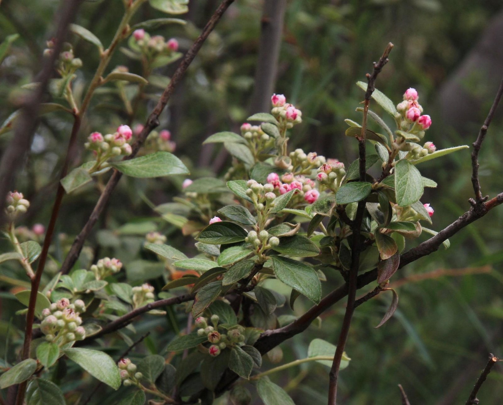 Franchet's cotoneaster