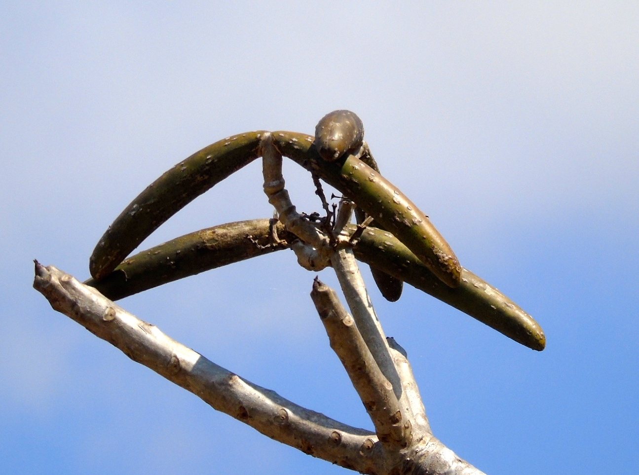 Frangipani