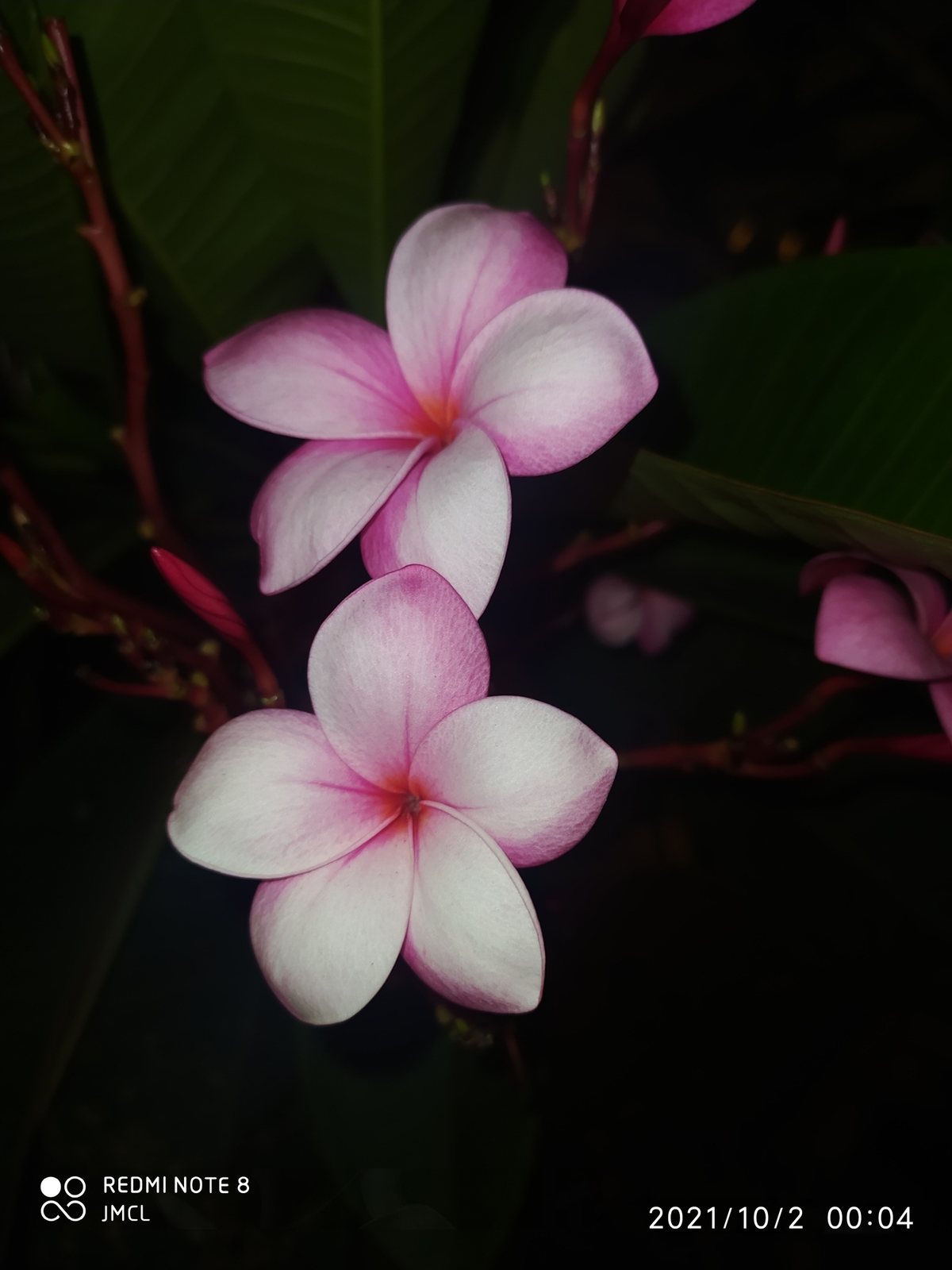Frangipani