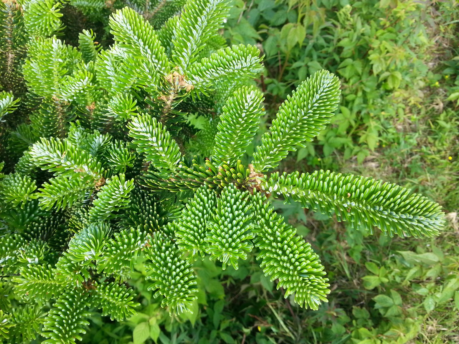 Fraser fir