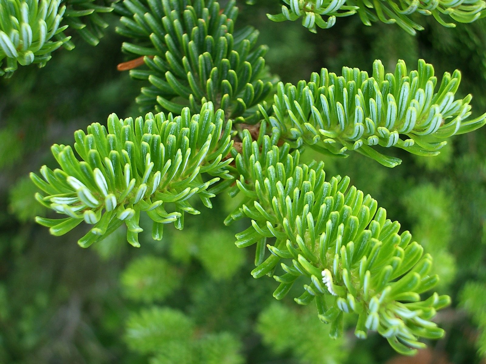Fraser fir