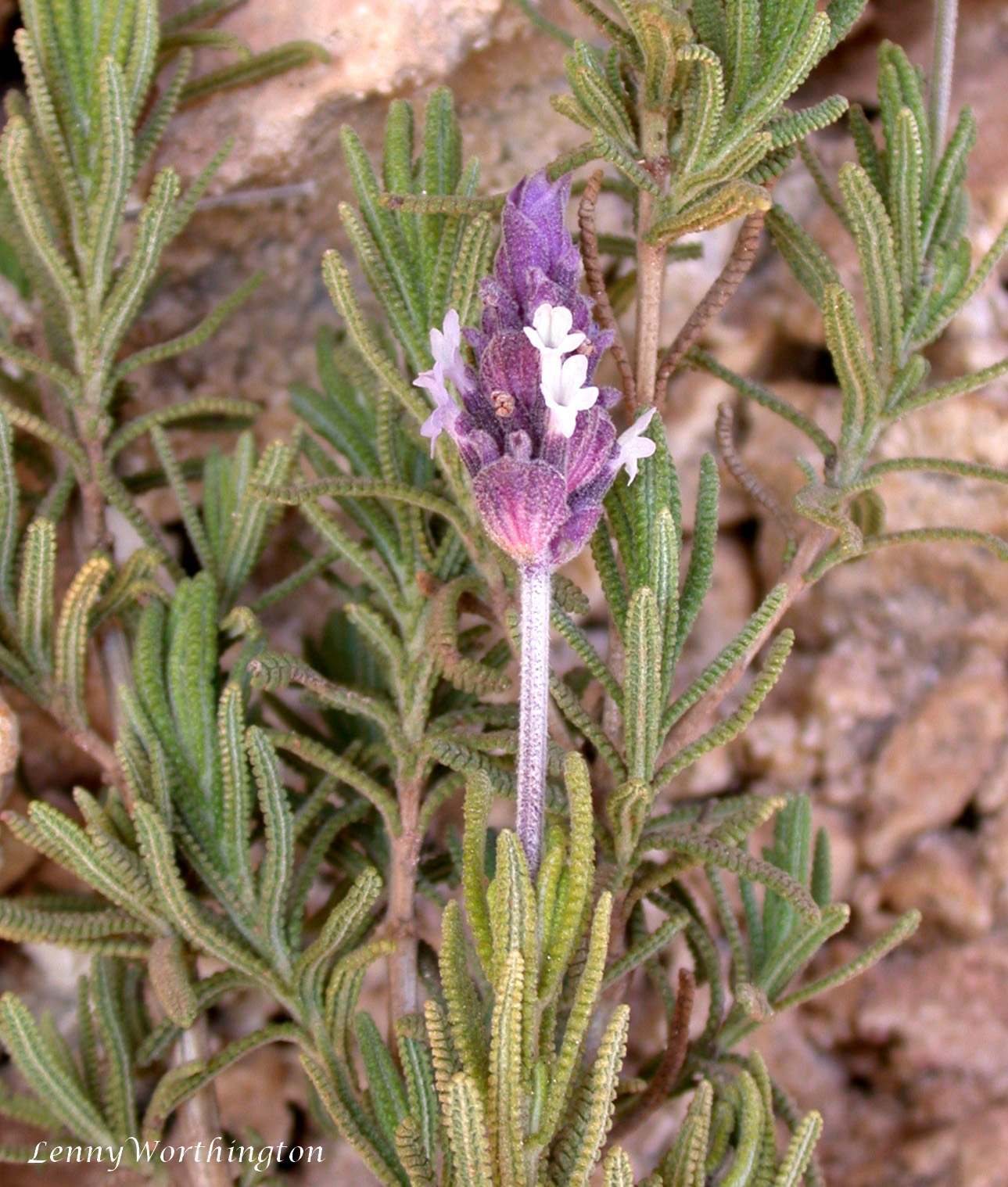 French lavender