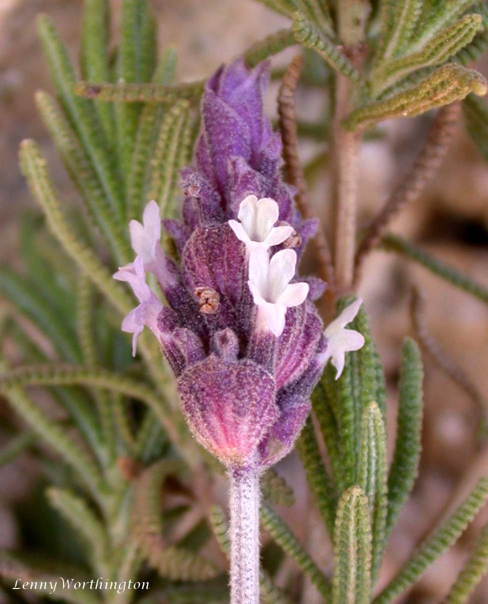 French lavender