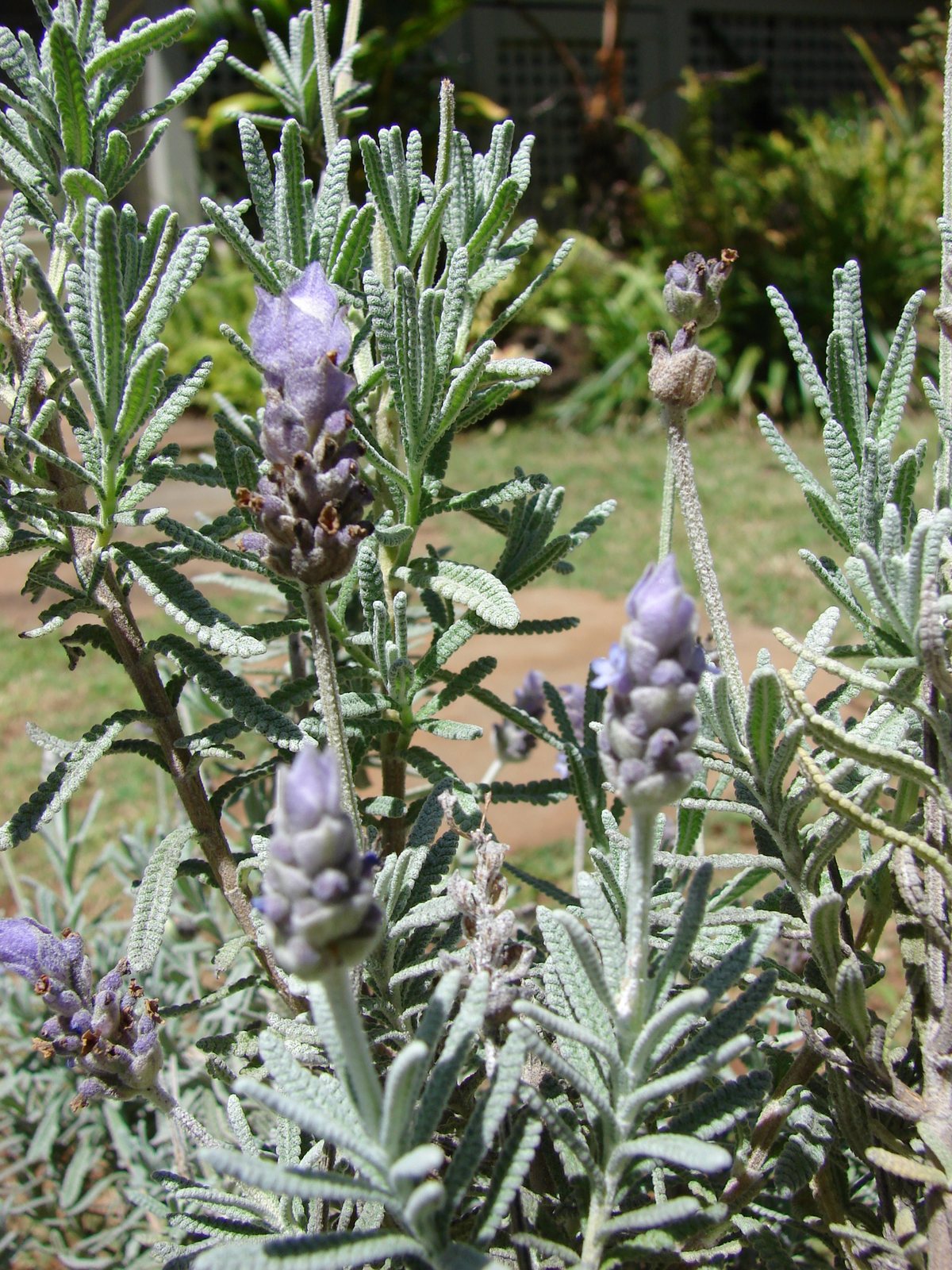 French lavender
