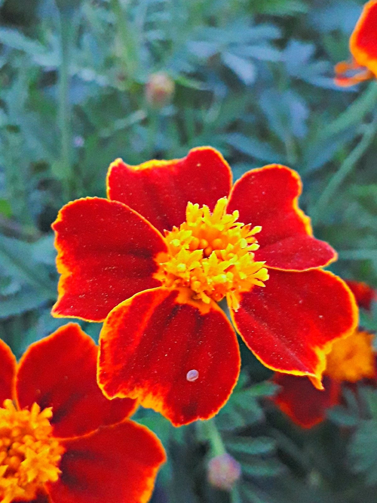 French marigold