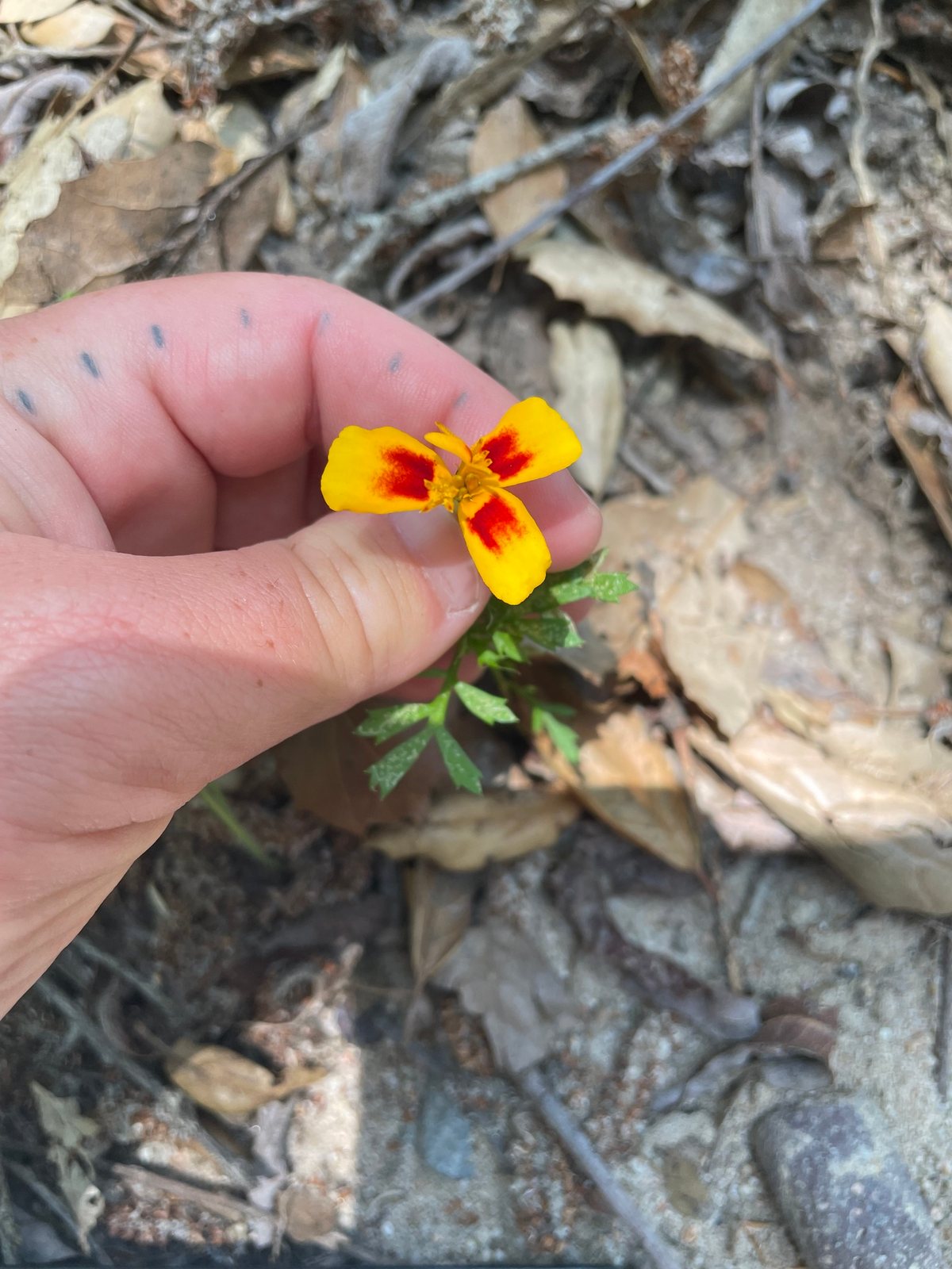 French marigold