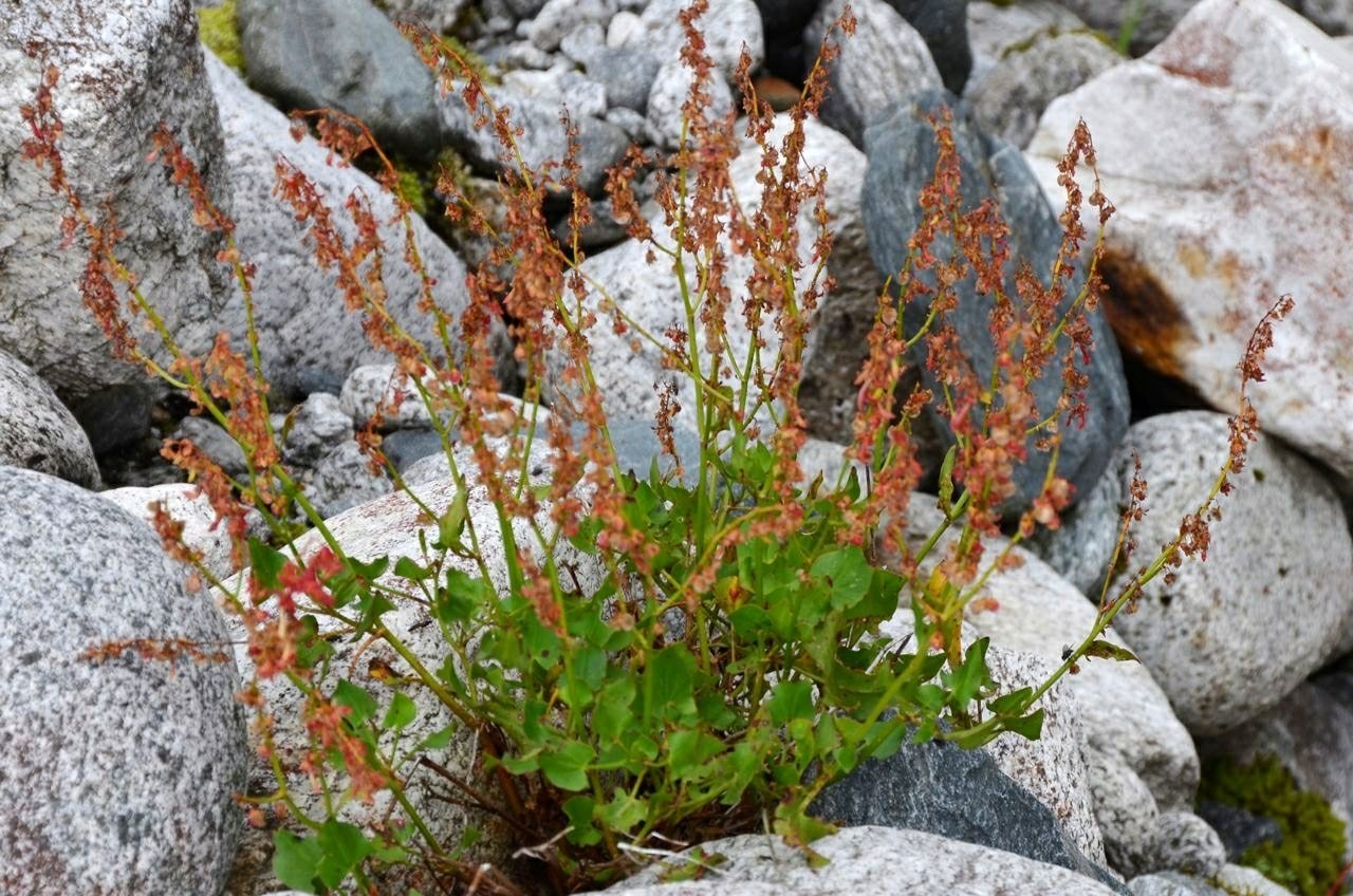 French sorrel