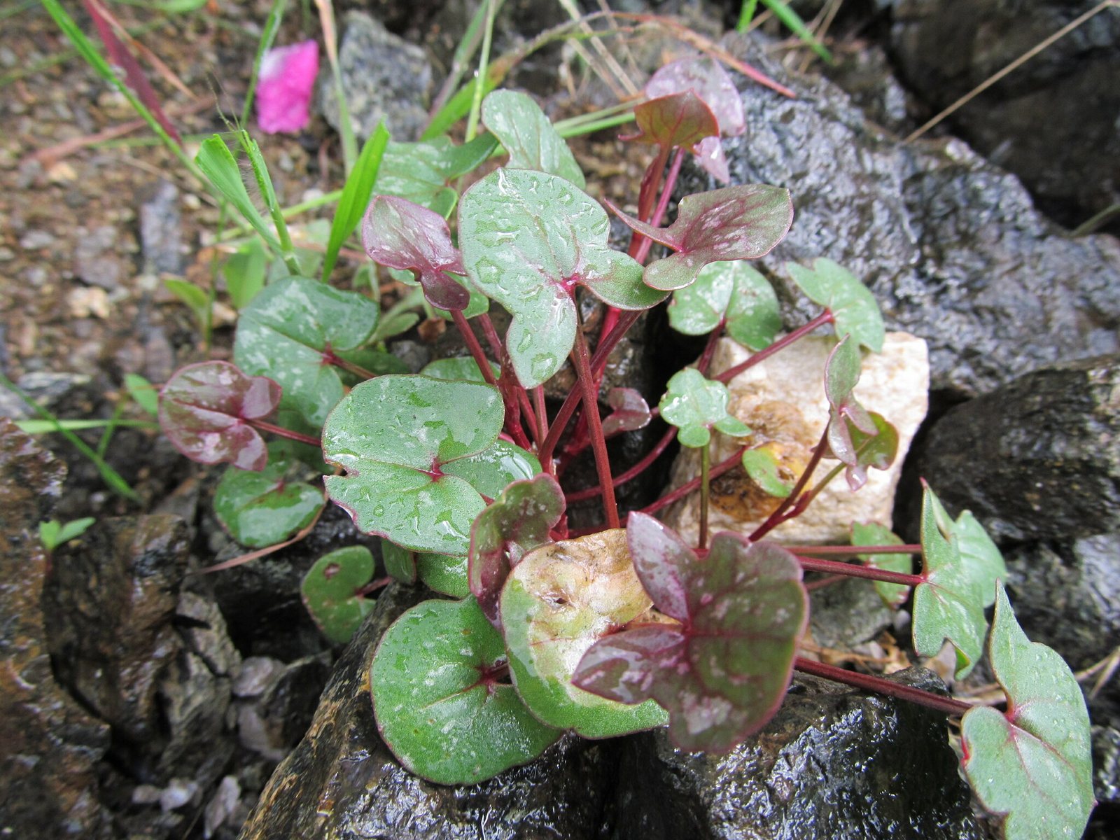 French sorrel