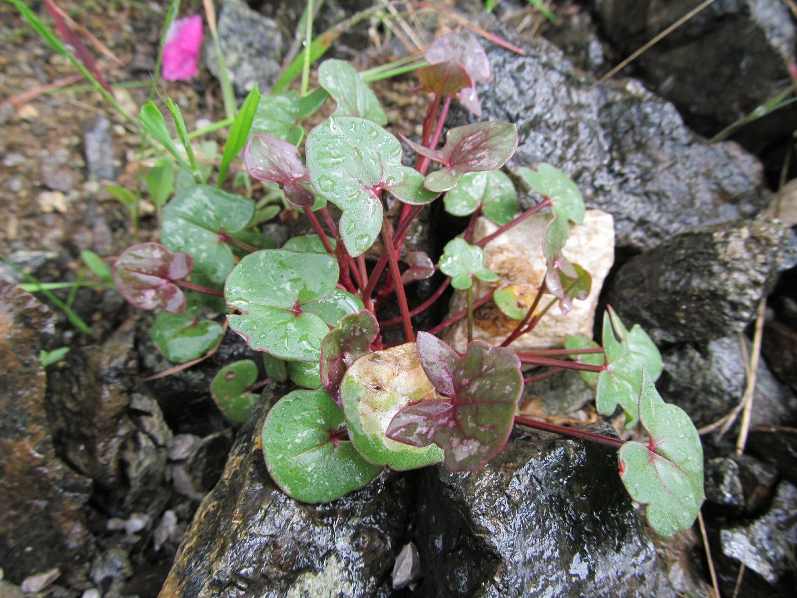 French sorrel