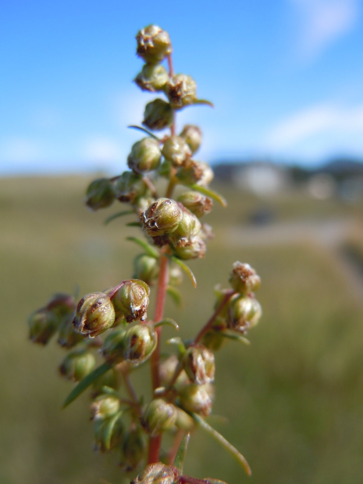 French tarragon
