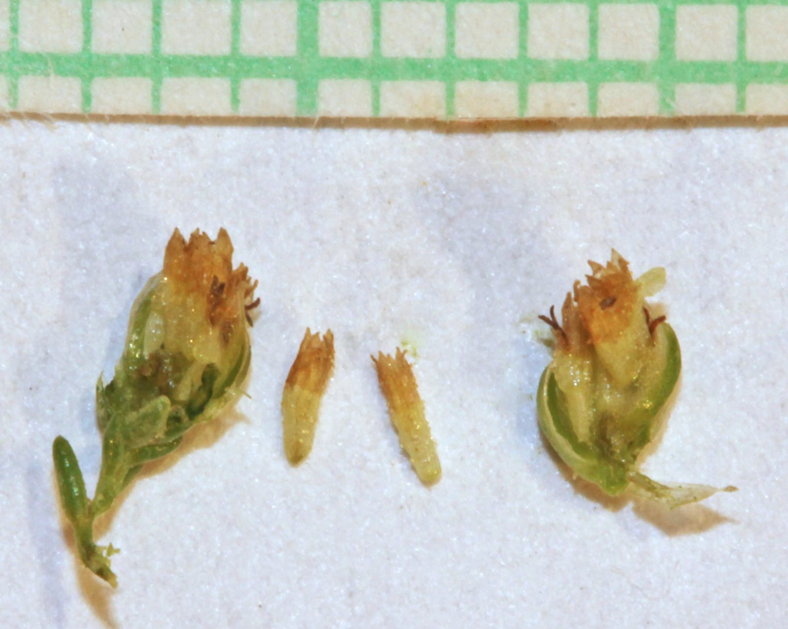 French tarragon