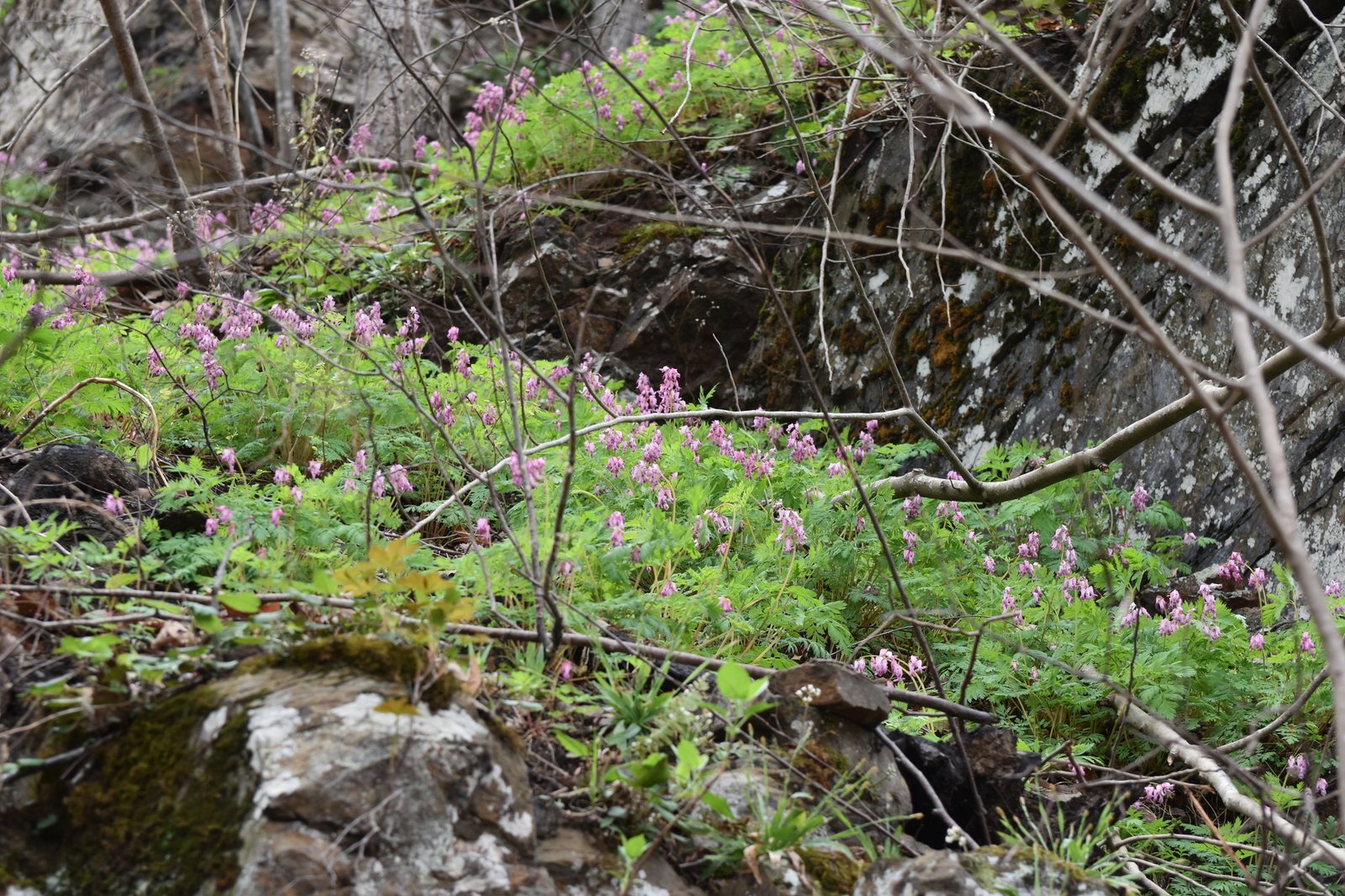 Fringed bleeding heart