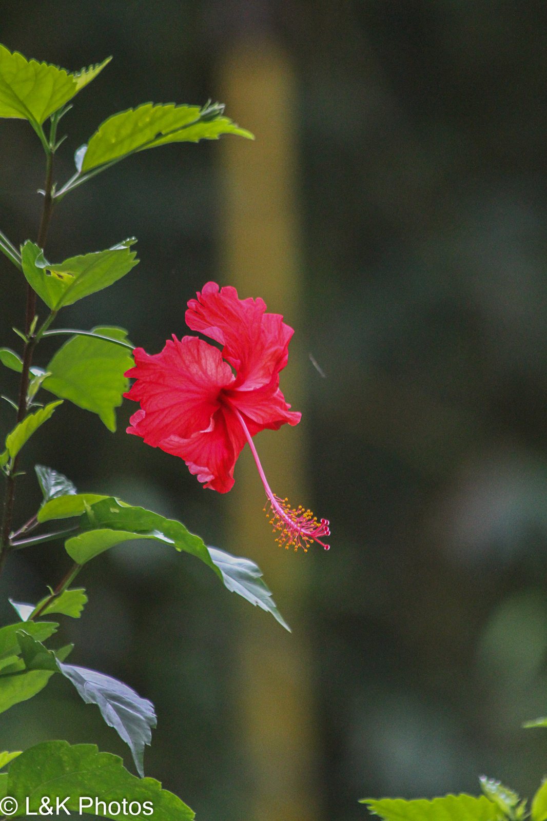 Fringed hibiscus