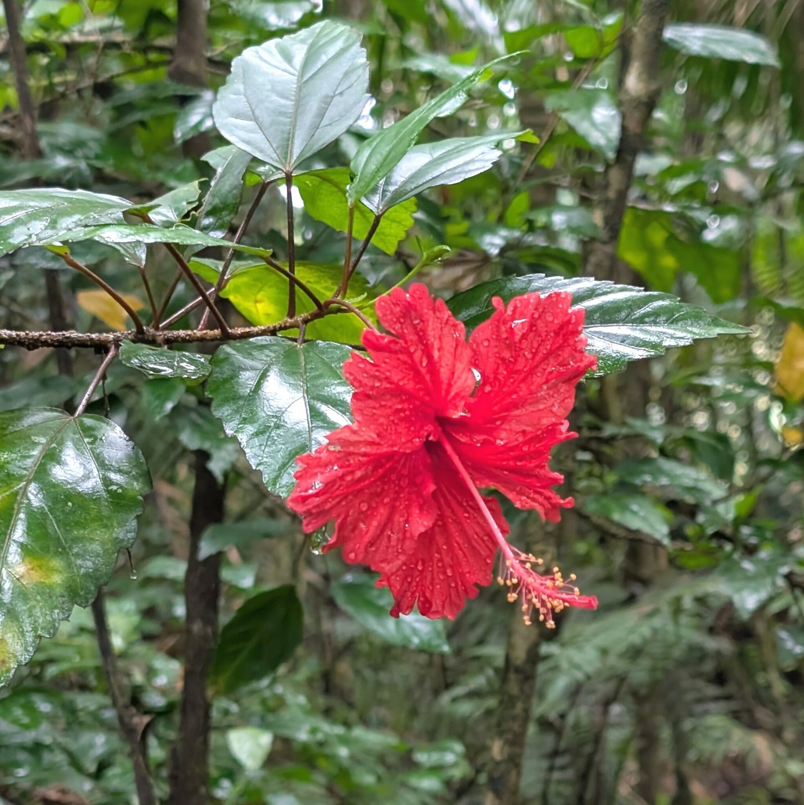 Fringed hibiscus