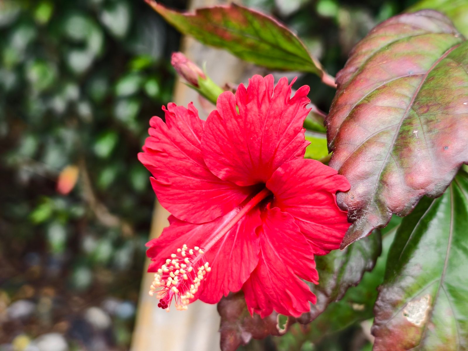 Fringed hibiscus