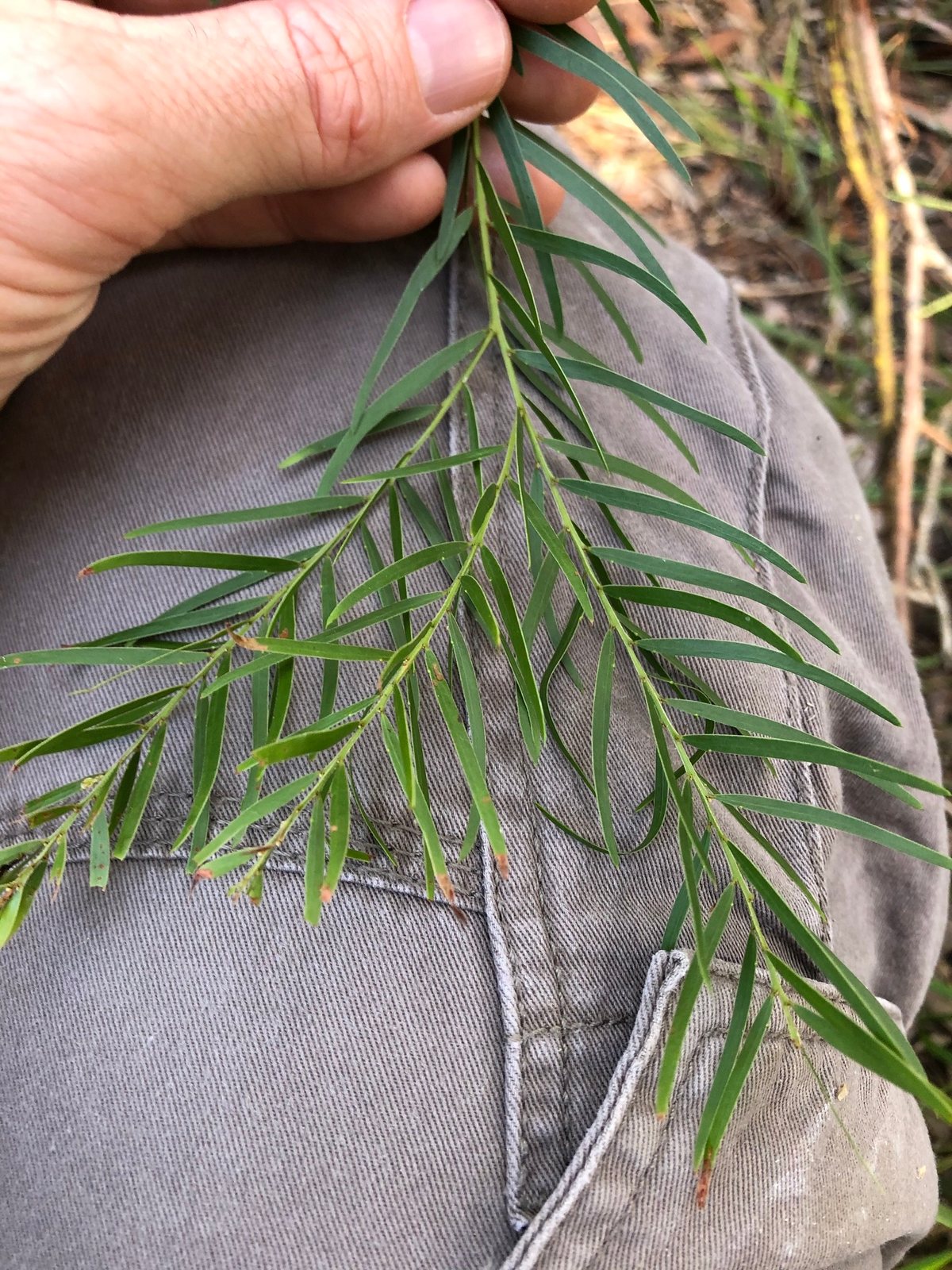 Fringed wattle