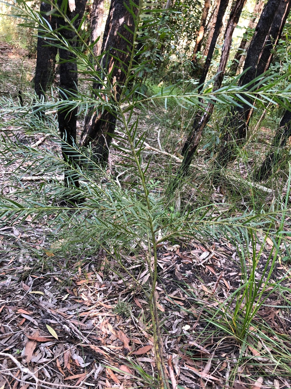 Fringed wattle