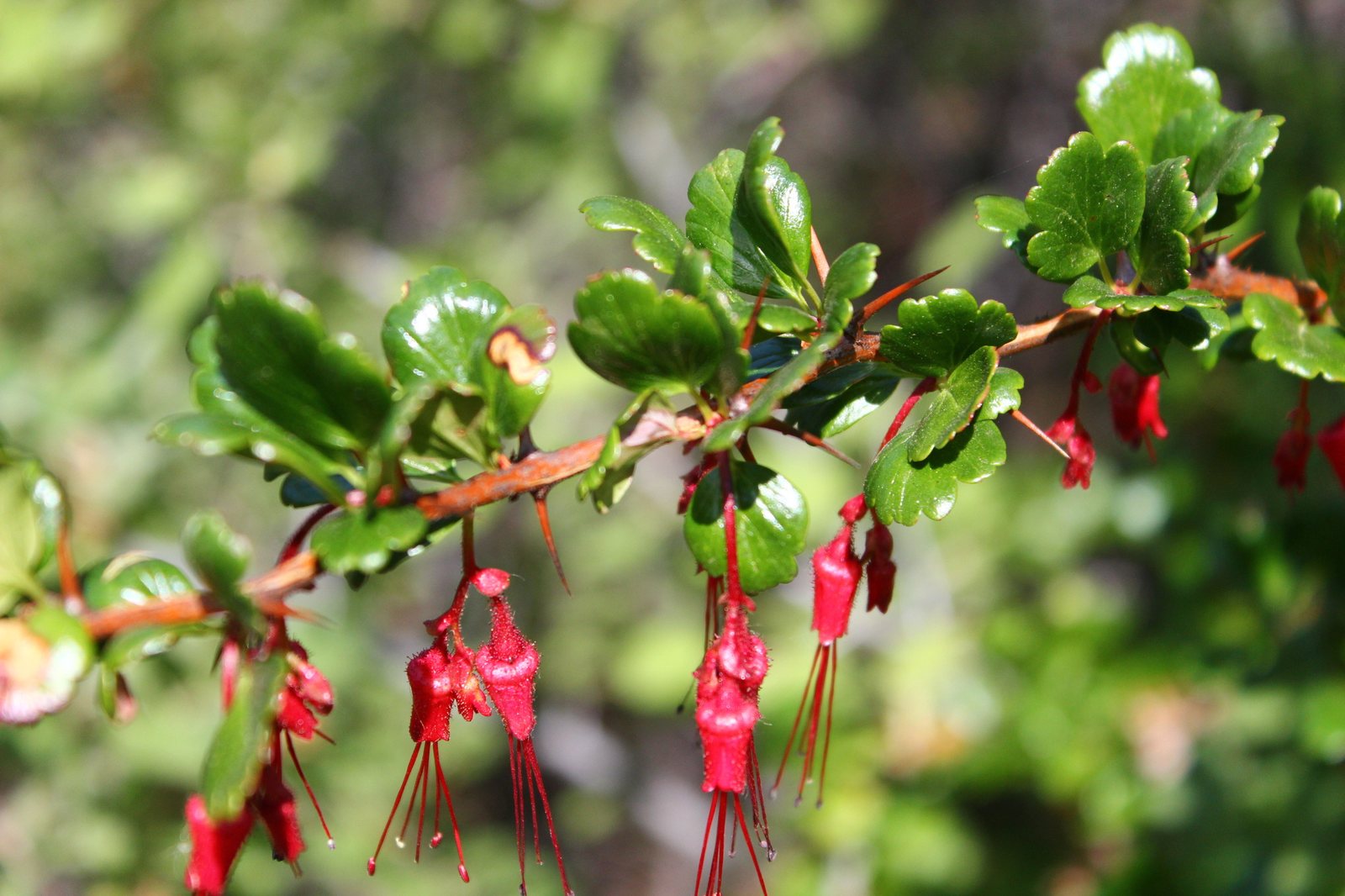 Fuchsia-flowered gooseberry