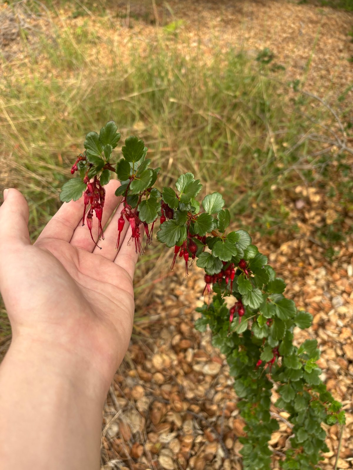 Fuchsia-flowered gooseberry