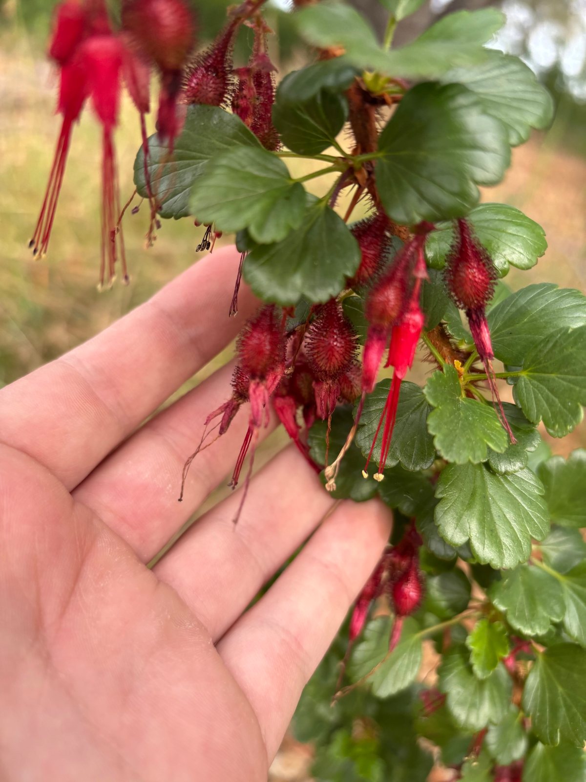 Fuchsia-flowered gooseberry