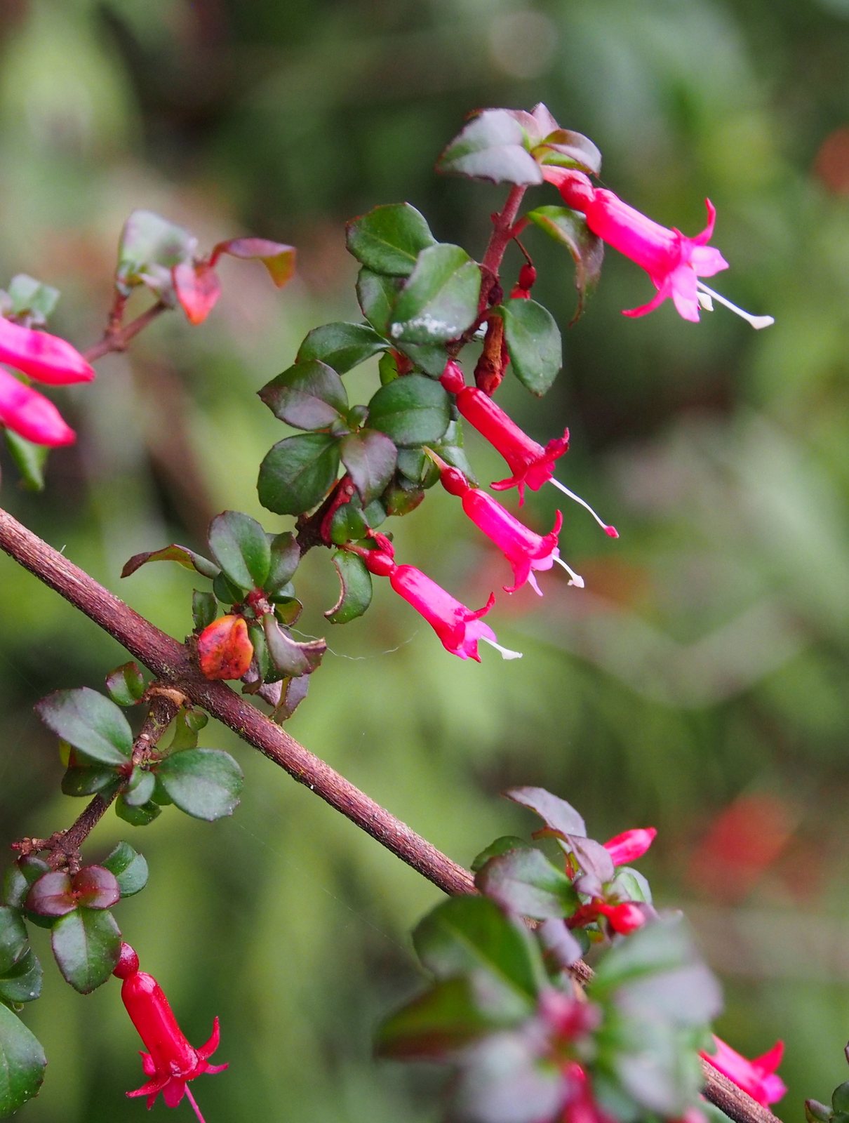 Fuchsia 'Mrs Popple'