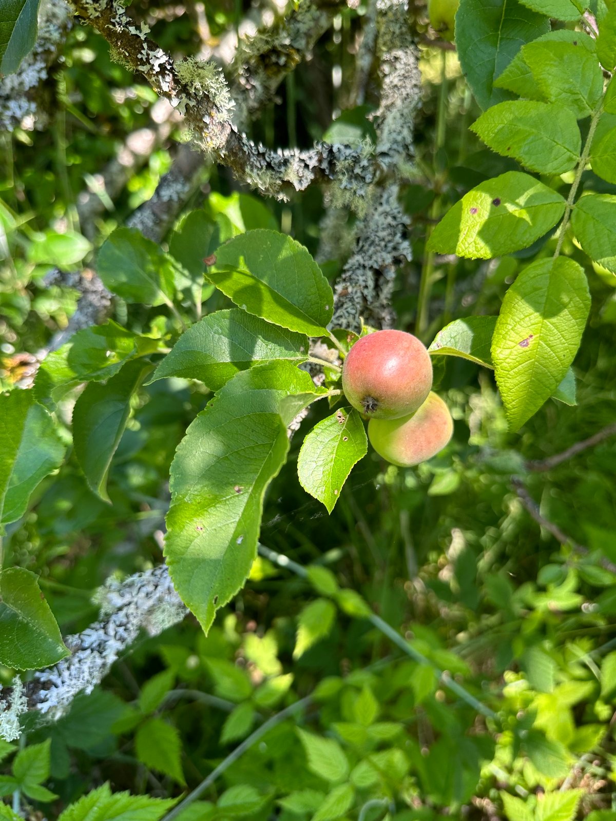 Fuji apple