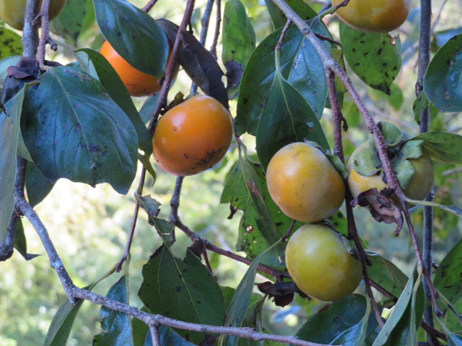 Fuyu persimmon