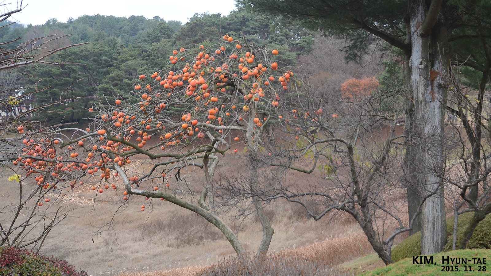 Fuyu persimmon