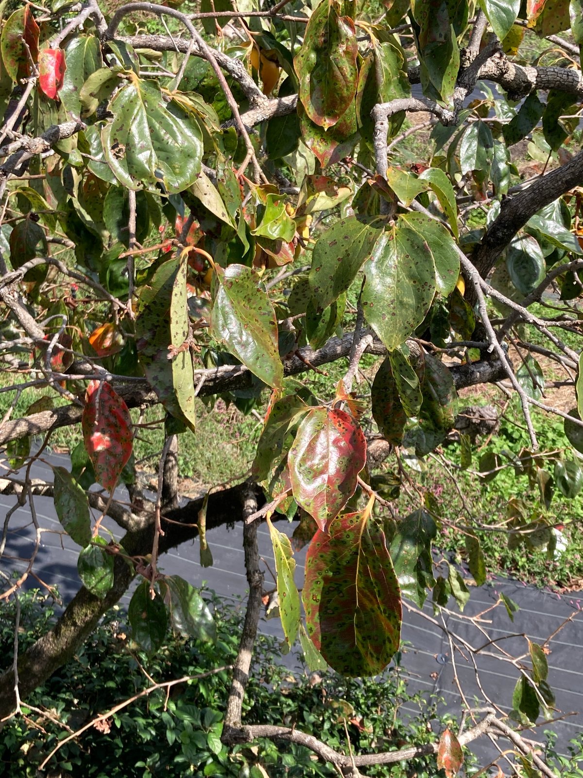 Fuyu persimmon