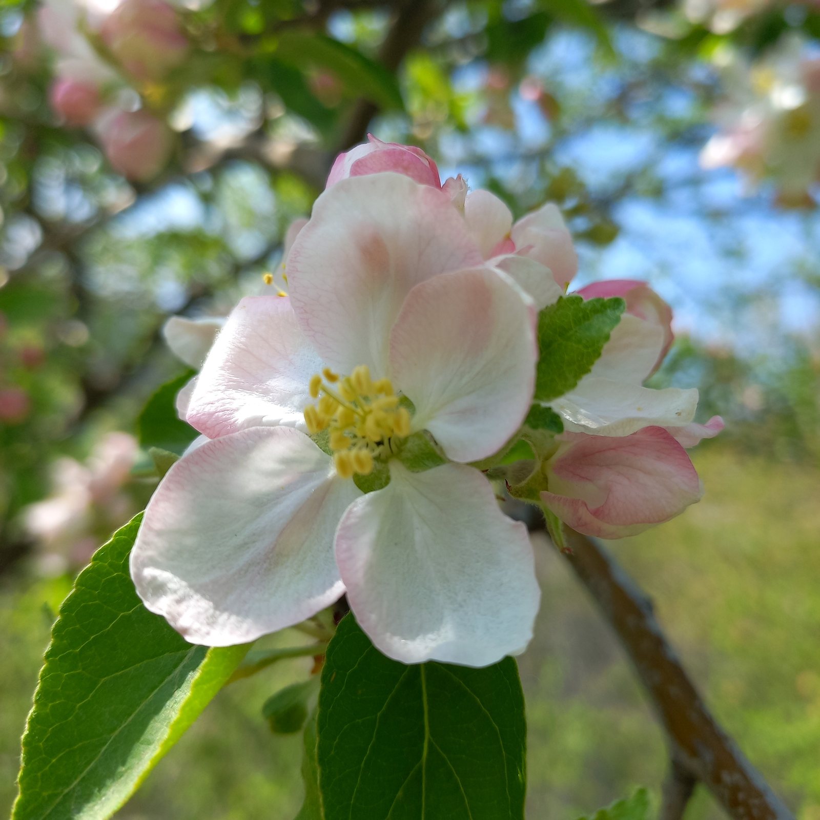 Gala apple