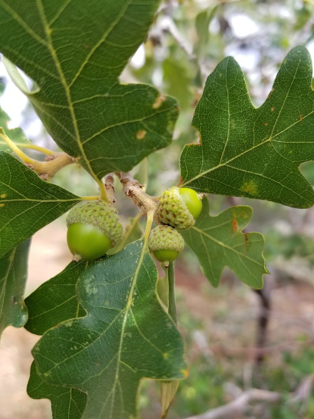 Gambel oak